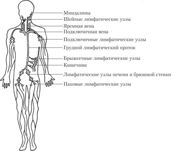 Строение лимфатической системы человека схема