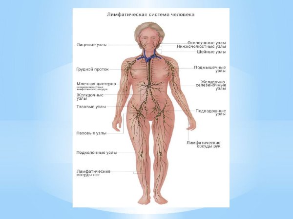 Лимфатическая система человека схема движения лимфы анатомия