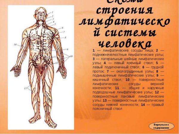 Лимфатическая система человека рис 61