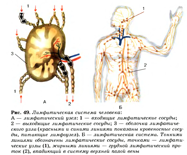 Лимфатическая система человека рис 61