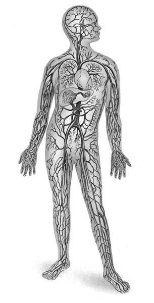 Артериальная система. Венозная и лимфатическая система