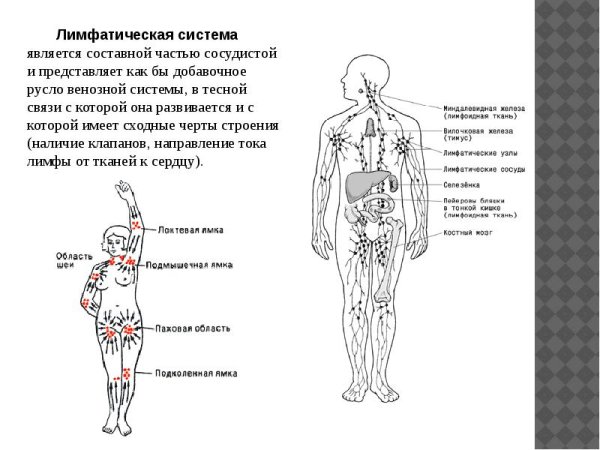 Схему участка лимфатической системы
