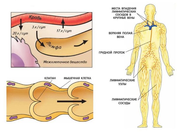 Лимфосистема человека схема движения лимфы