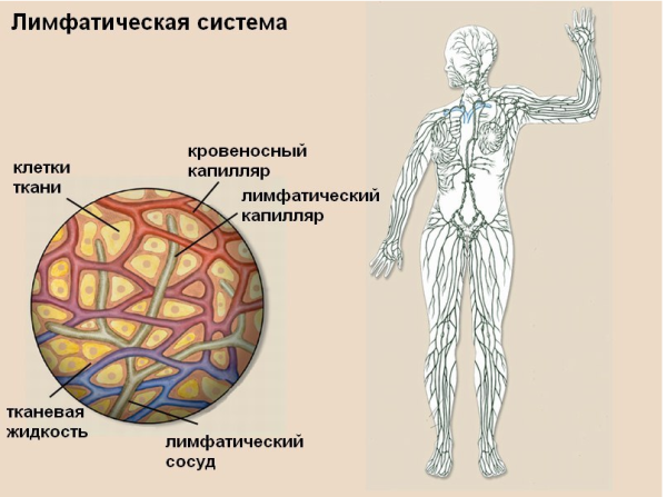 Система лимфообращения