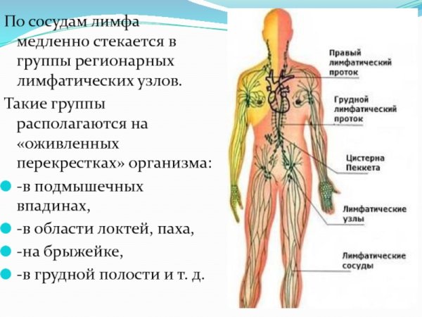 Лимфатическая система лимфатические узлы