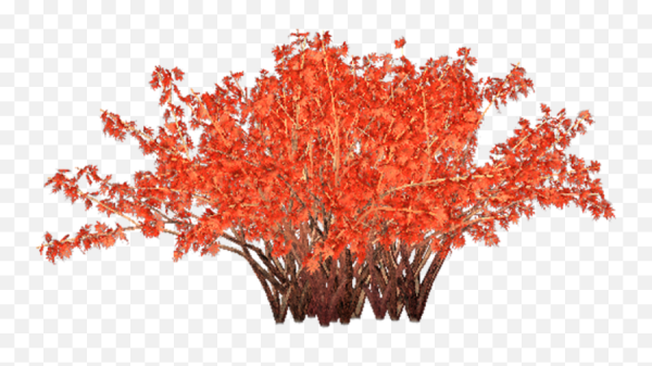 Осенние кусты на прозрачном фоне