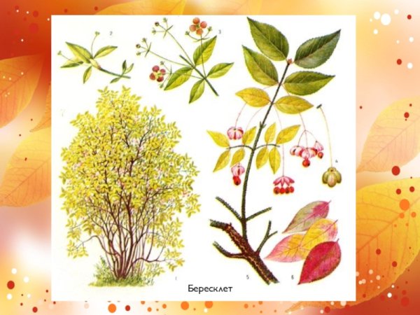 Бересклет бородавчатый листья