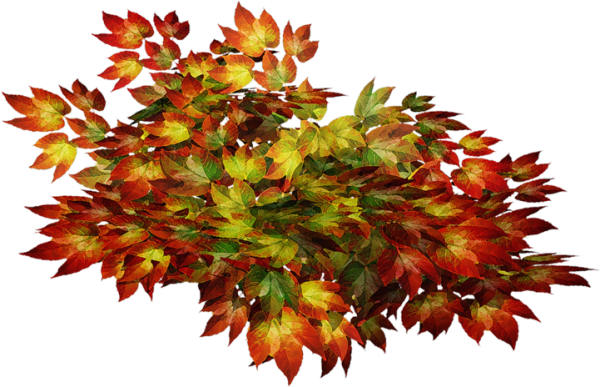 Осенние кусты на прозрачном фоне