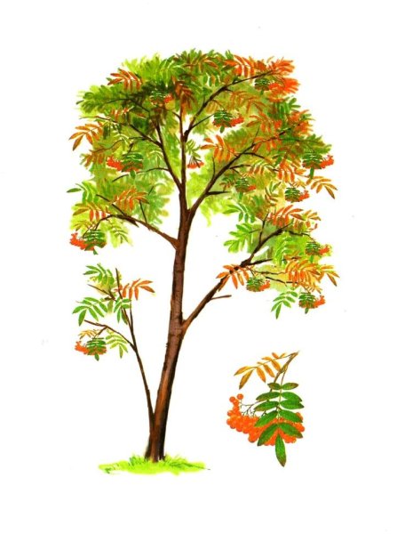 Дерево картинка для детей