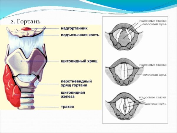 Строение гортани надгортанник