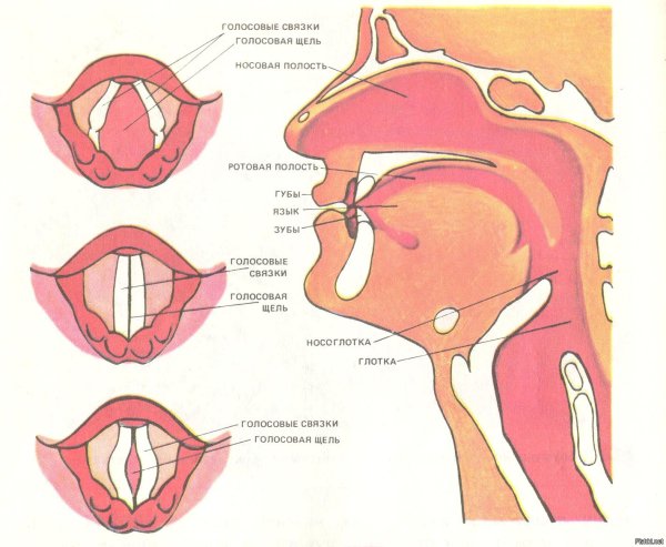 Строение гортани голосовые связки