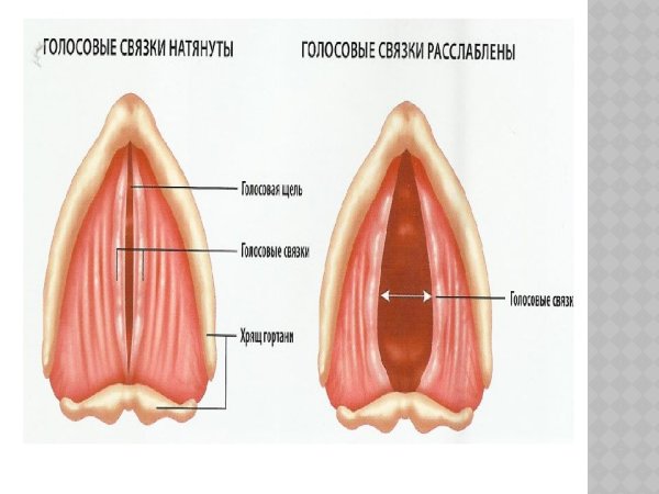 Строение гортани голосовые связки