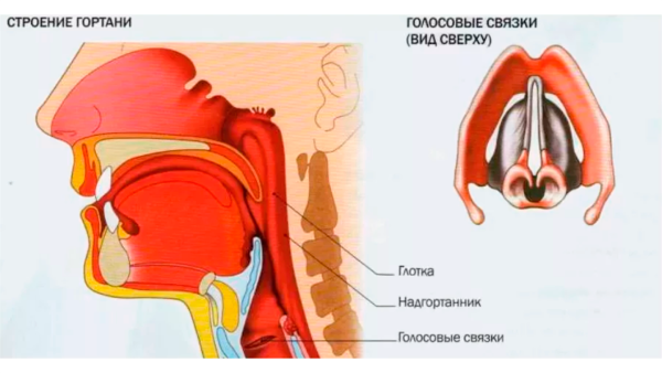 Строение гортани голосовые связки
