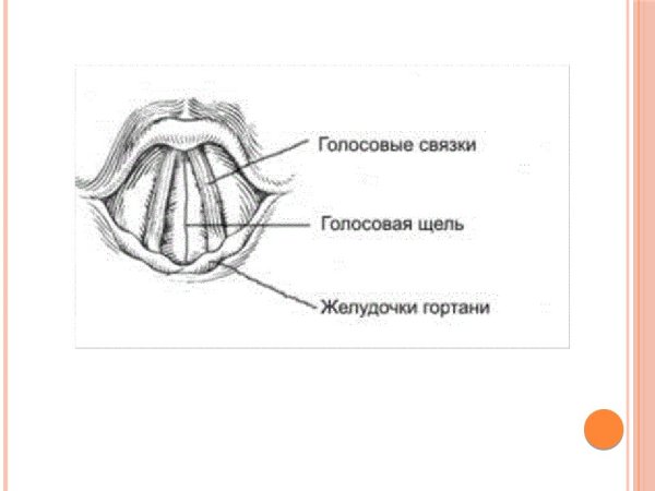 Голосовые связки анатомия строение