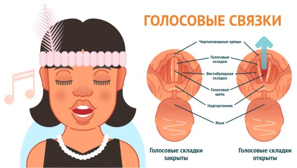 Как выглядят голосовые связки человека