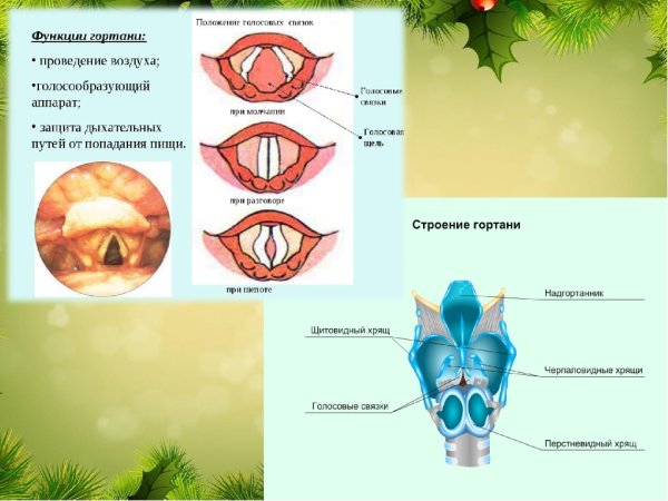 Положение голосовых связок при пении