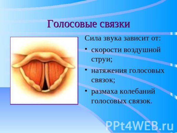 Голосовые связки орган