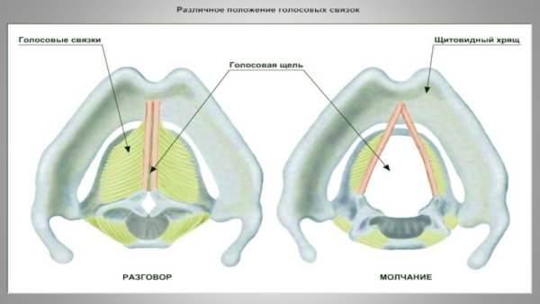 Голосовые складки схема