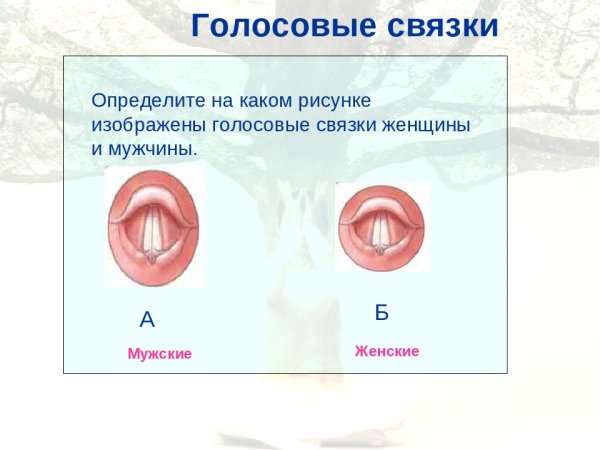 Голосовые связки мужчин и женщин