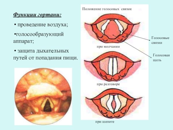 Строение гортани голосовые связки
