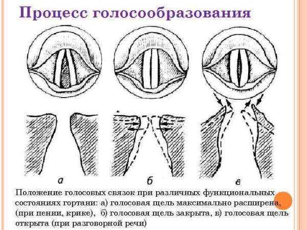 Схема действия голосовых складок