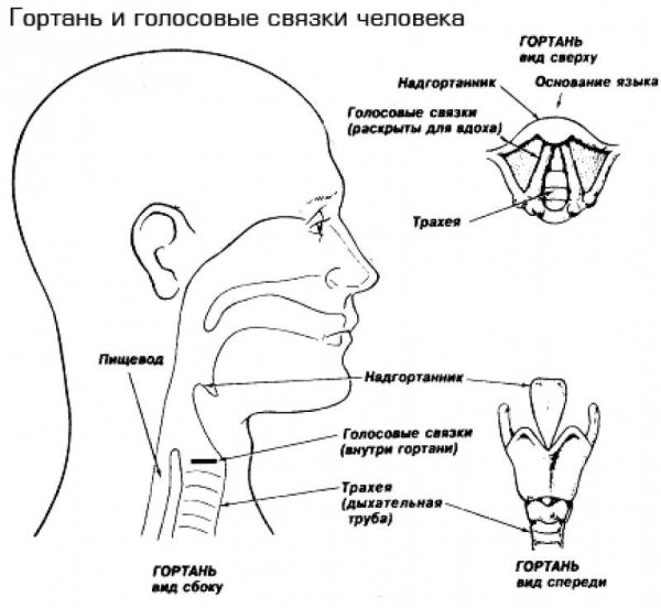 Схема голосовых связок человека