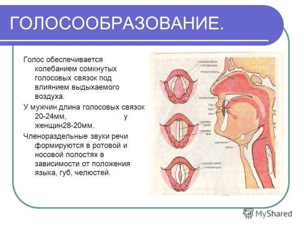 Строение гортани голосообразование