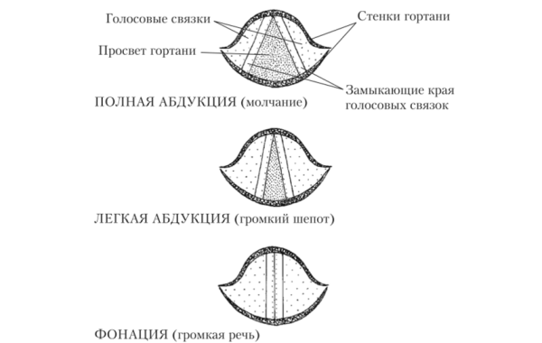 Структуру, образующую голосовые связки