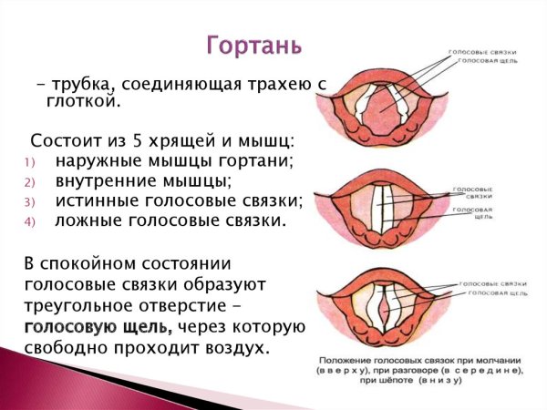 Колебания голосовых связок