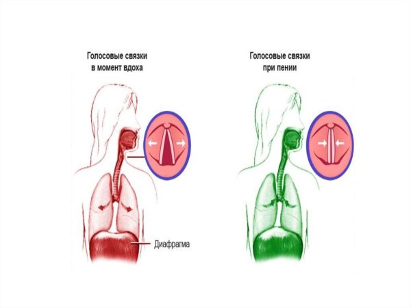 Строение голосовых связок