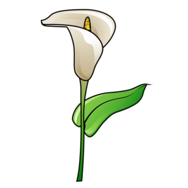 Каллы цветы рисунок