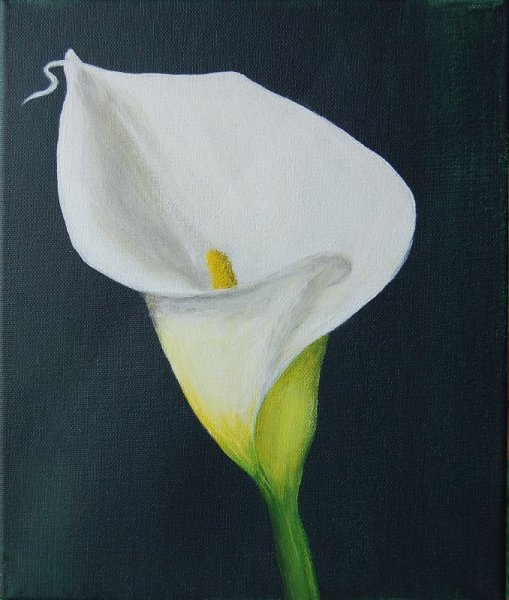 Препарирование Calla Lily
