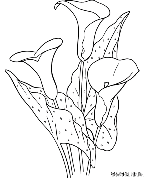 Раскраска цветы каллы
