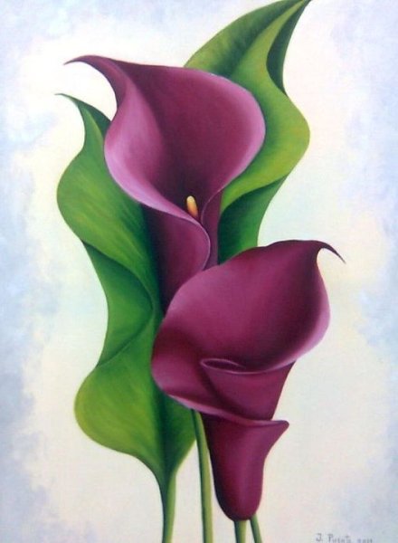 Калла Капитан Тринити