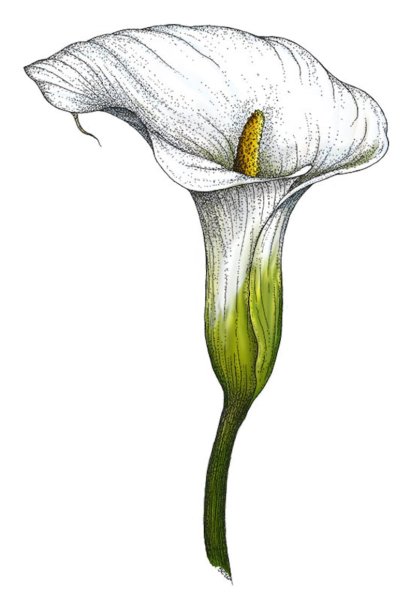 Каллы карандашом