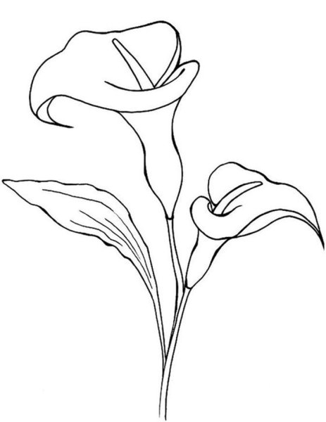 Каллы карандашом