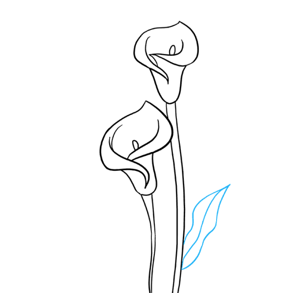 Раскраска цветы каллы