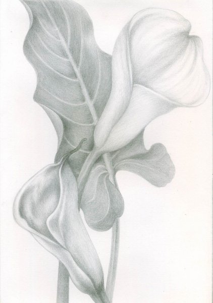Каллы карандашом