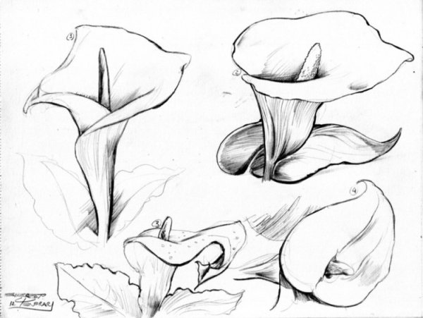 Набросок каллы