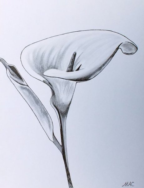 Каллы цветы карандашом