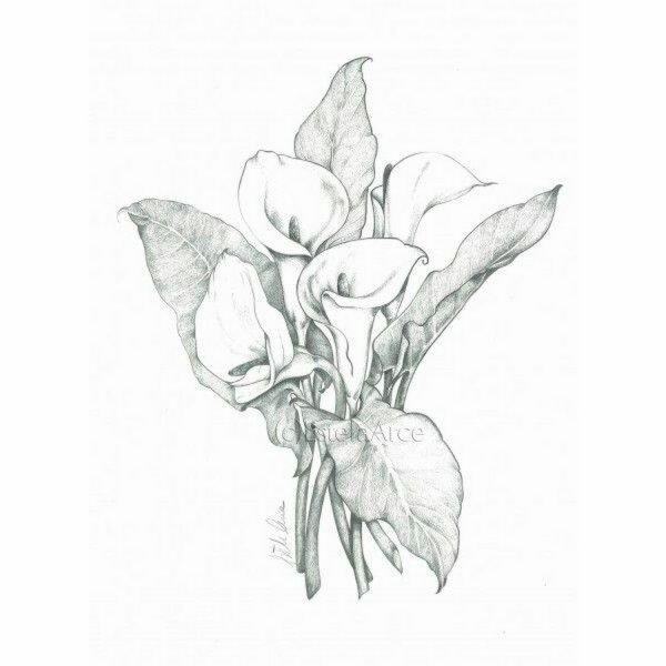 Каллы цветы эскиз
