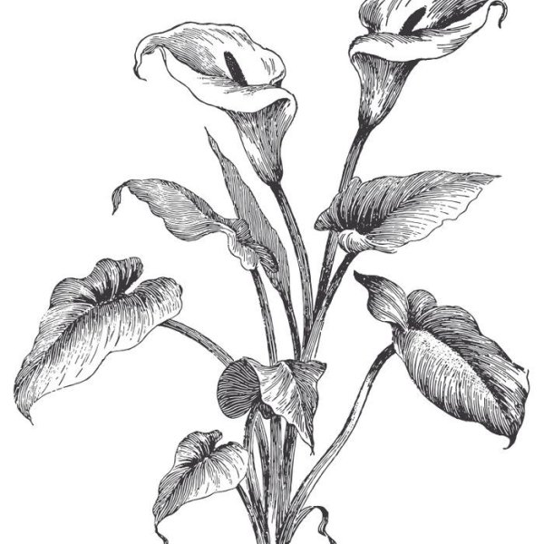 Каллы раскраска