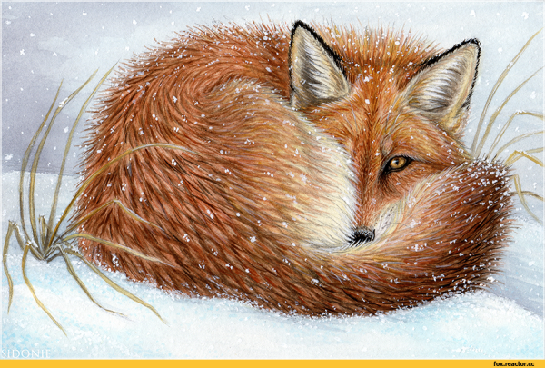 Лисы клубочком