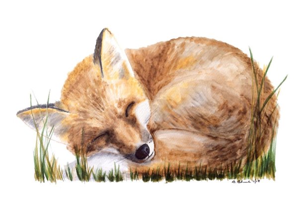 Лиса для детей лежит