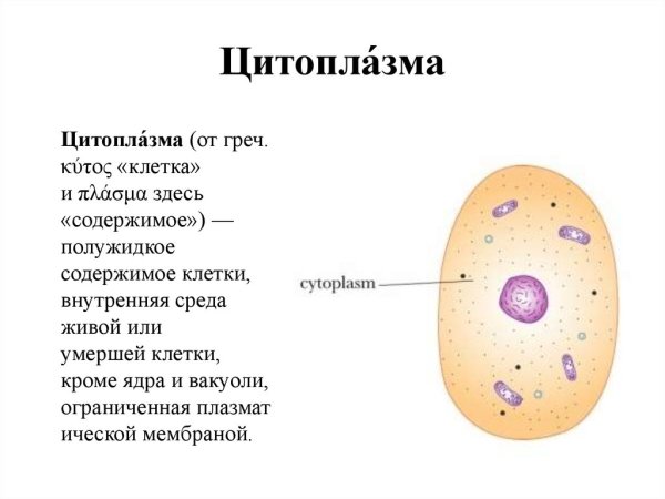 Строение цитоплазмы