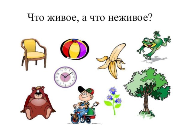 Одушевленные и неодушевленные предметы