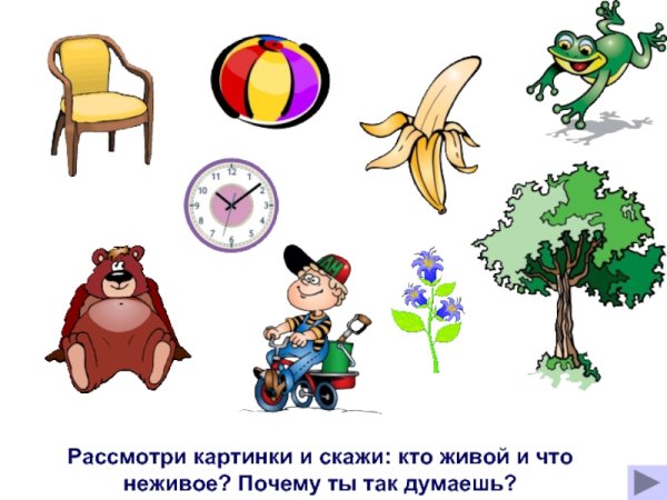 Живые и неживые предметы