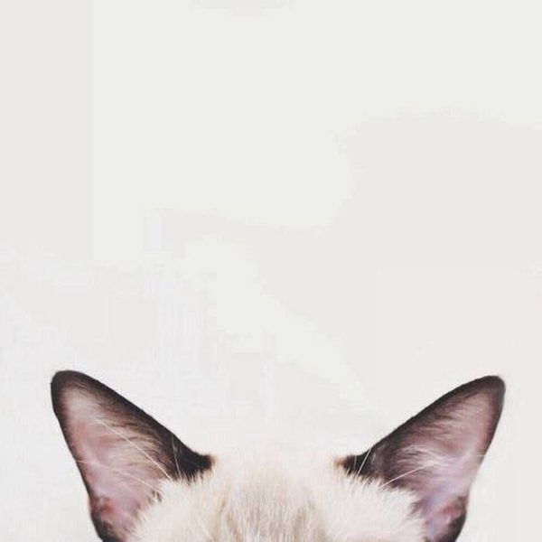 Мур Мур киса