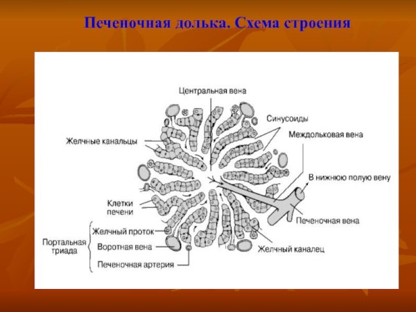 Схема строения дольки печени анатомия