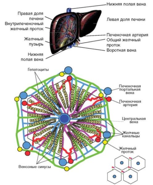 Схема строения печеночной дольки